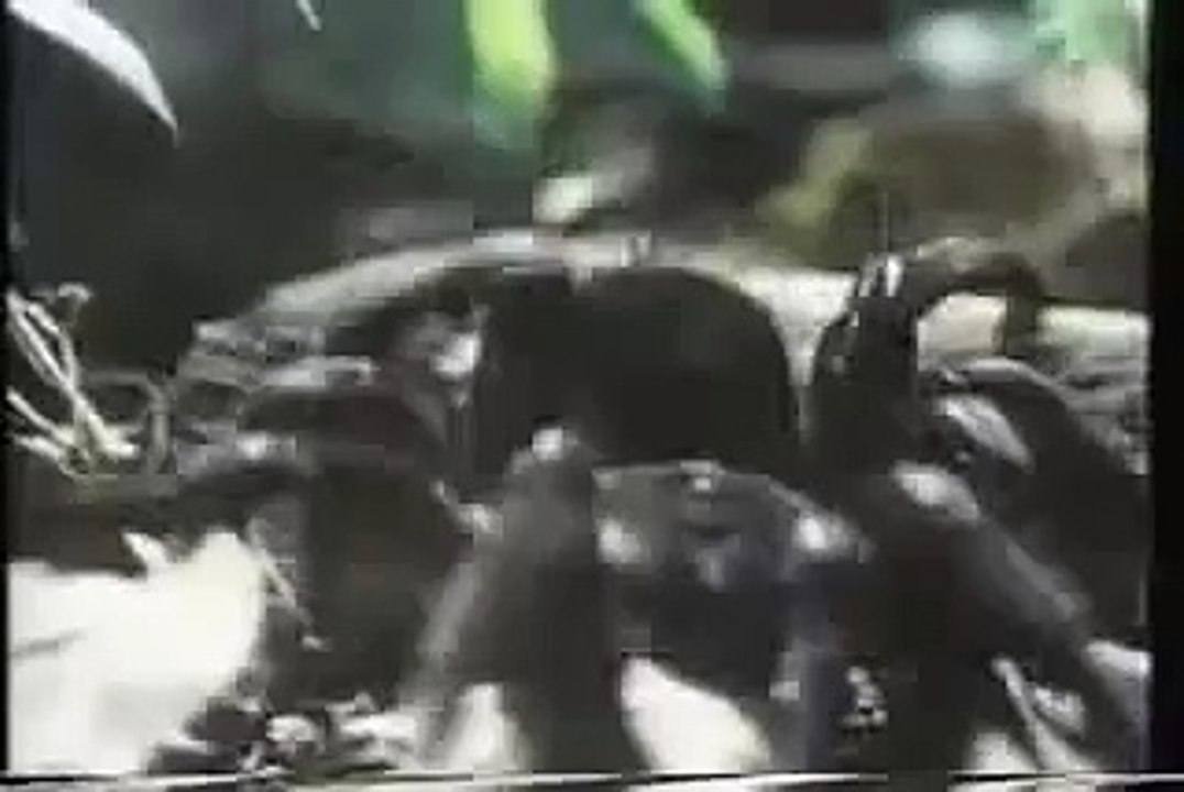 Tarantulanın Kuş Avı