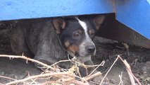 After Living Under A Dumpster For 11 Months, This Dog Gets Rescued And Goes From SAD to HAPPY!