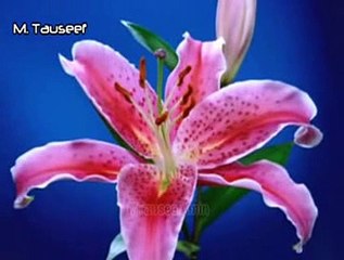 Aa Mere Pyar Ki Khushboo By Ustad Amanat Ali khan