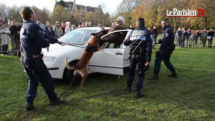 Les chiens de police en démonstration à Compiègne