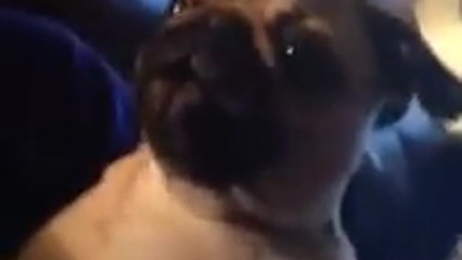 Adorable pug has trouble barking