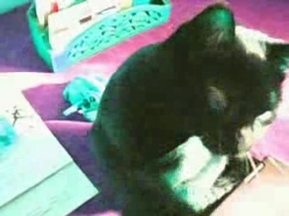 Le chat s'énerve.