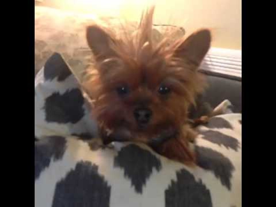 British people never use the word "bloody" for the appropriate things: Brittany's Vine #494