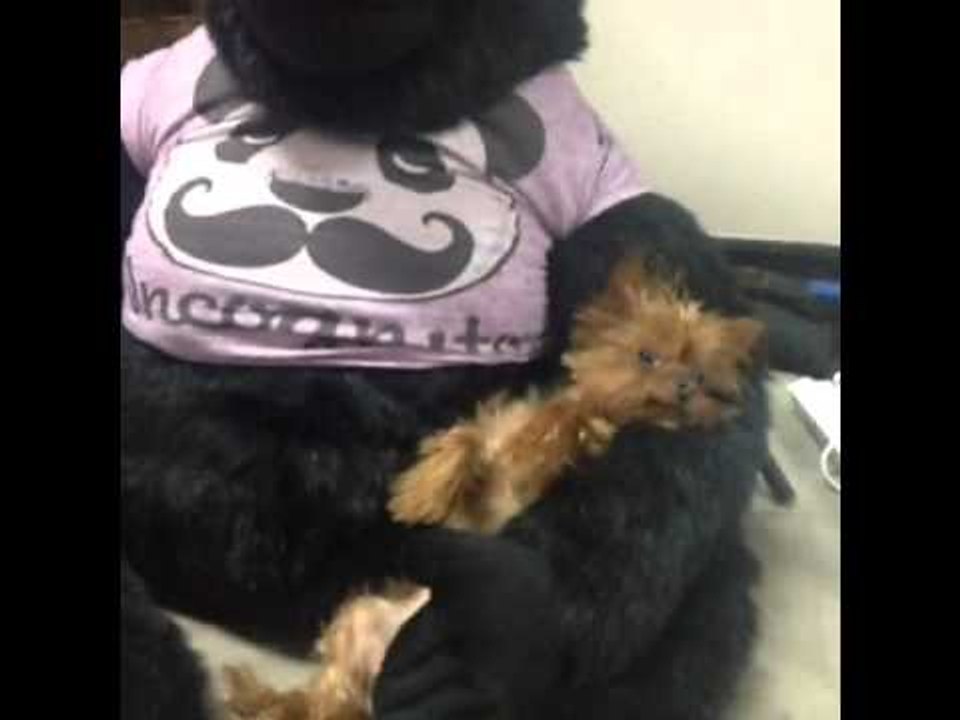 THE CUTEST THING IN THE WORLD!!!! : Brittany Fu...