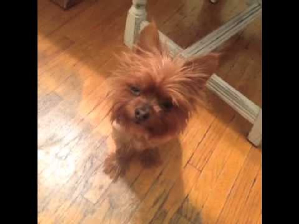 Wanna go turn your head? W/ Baby Wicky: Brittany Furlan's Vine #449