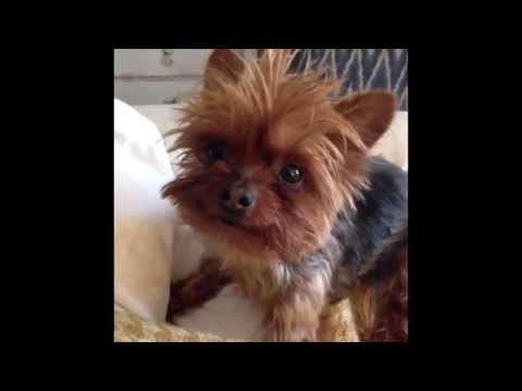 My Dogs Hate Me :( Compilation 1: Brittany Furlan's Vine