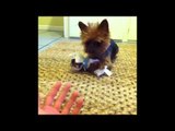 Brittany's Dogs Compilation 3: Brittany Furlan's Vine