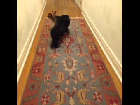 My dogs lovvvve the puppy song!: Brittany Furlan's Vine #158