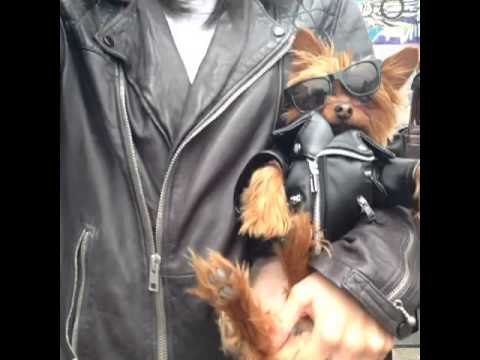 how to be the hardest dude that ever lived: Brittany Furlan's Vine #130