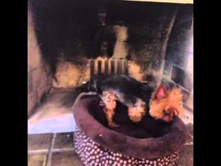 Can you feel the love tonight?: Brittany Furlan's Vine #115