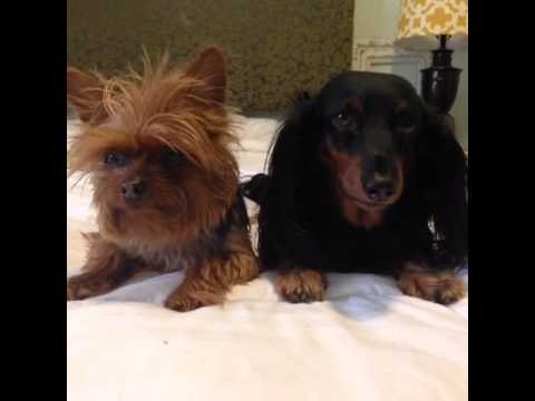 how to explain swag to your dogs pt. 2: Brittany Furlan's Vine #124