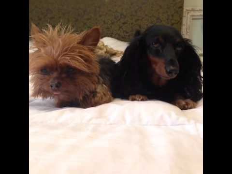 Per request: Brittany Furlan's Vine #123