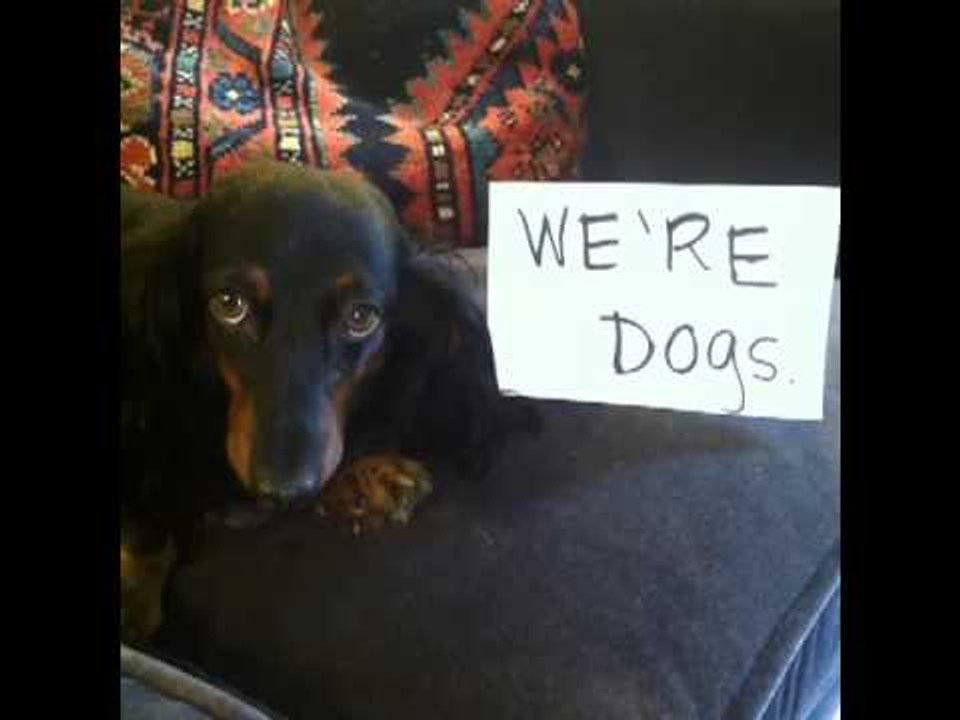 How to become best friends with your pets: Brittany Furlan's Vine #50