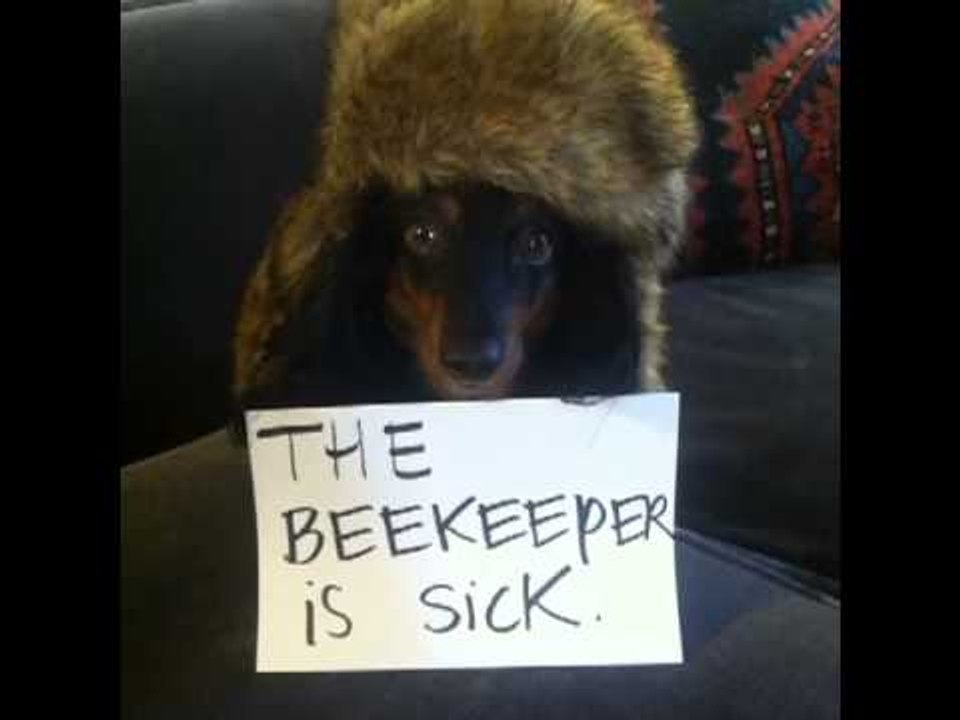 how to jokes with a beekeeper: Brittany Furlan's Vine #60
