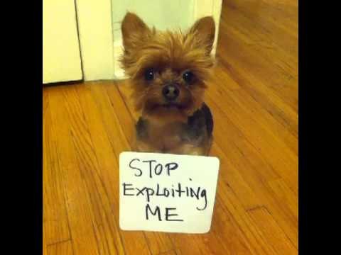 My dog loves me!: Brittany Furlan's Vine #19