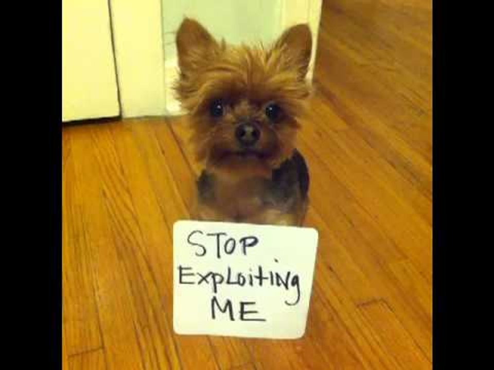 My dog loves me!: Brittany Furlan's Vine #19