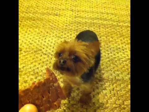 how to give out treat treats: Brittany Furlan's Vine #91