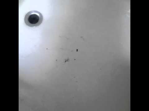 My dog rolled in shit.: Brittany Furlan's Vine #56