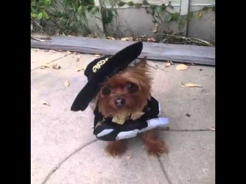 Happy Cinco de Mayo: Brittany Furlan's Vine #153