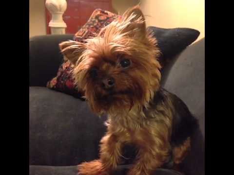 how to hit on your dog: Brittany Furlan's Vine #148