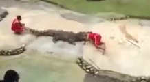 Crocodile Bites Man's Head while trying to do tricks