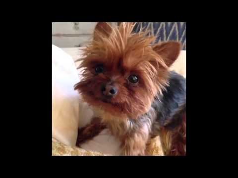 Brittany's Dogs Compilation 4: Brittany Furlan's Vine