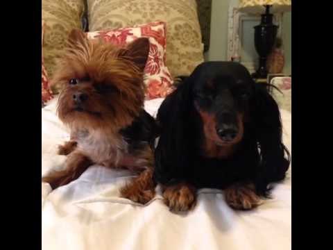 how to explain the concept of haters to your dogs: Brittany Furlan's Vine #165