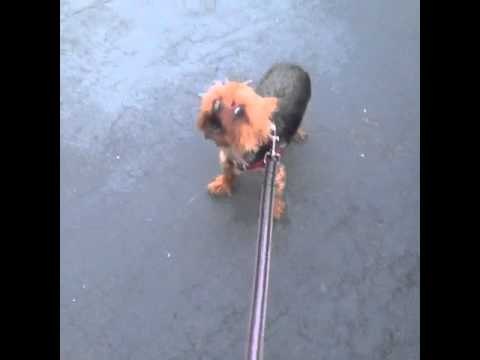 How to prank your dog: Brittany Furlan's Vine #167