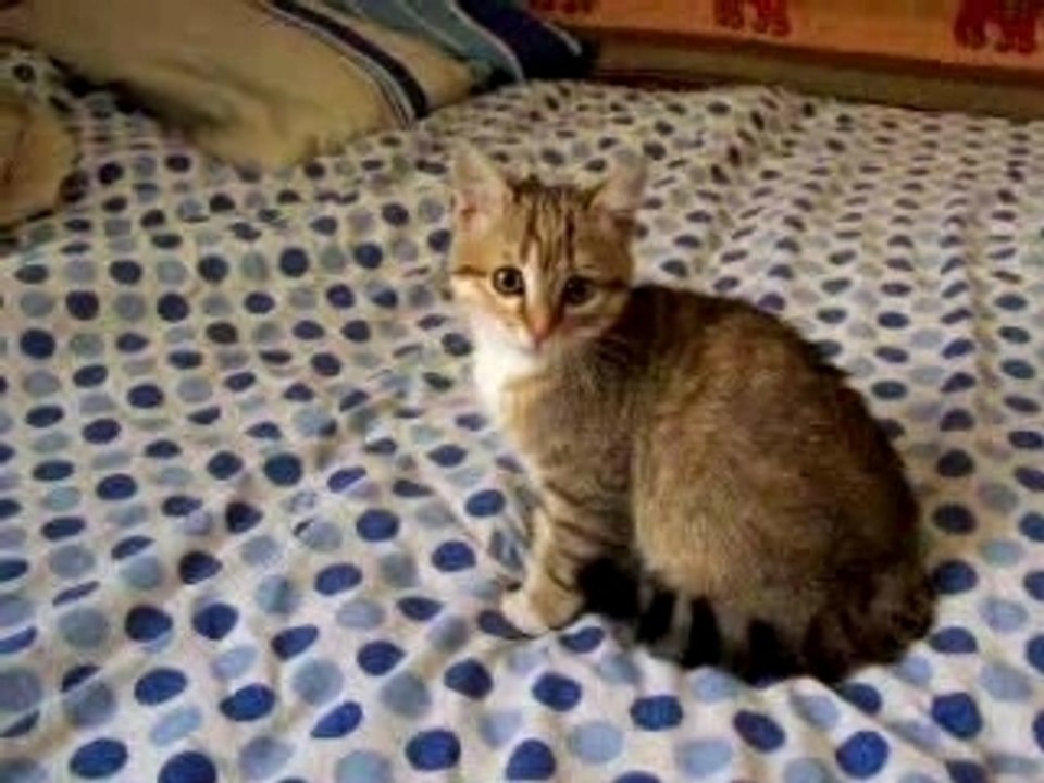 CAT ATTACK