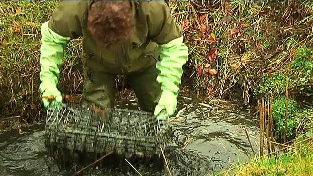 Pluimveehouder: In eerste instantie grote schrik en angst - RTV Noord