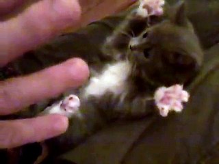 Surprised Kitty (Original)‬‏