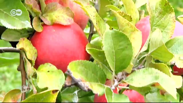 Fráncfort: tres sugerencias | Destino Alemania