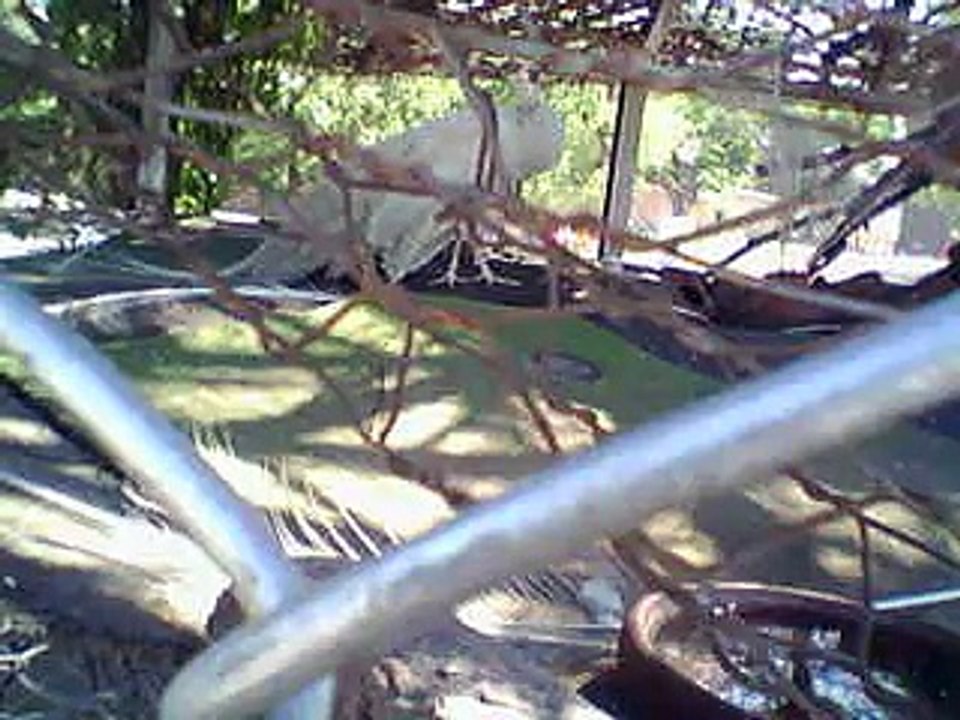 white peacock