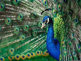 ae sohnian akhyan yar diyan > Satti G