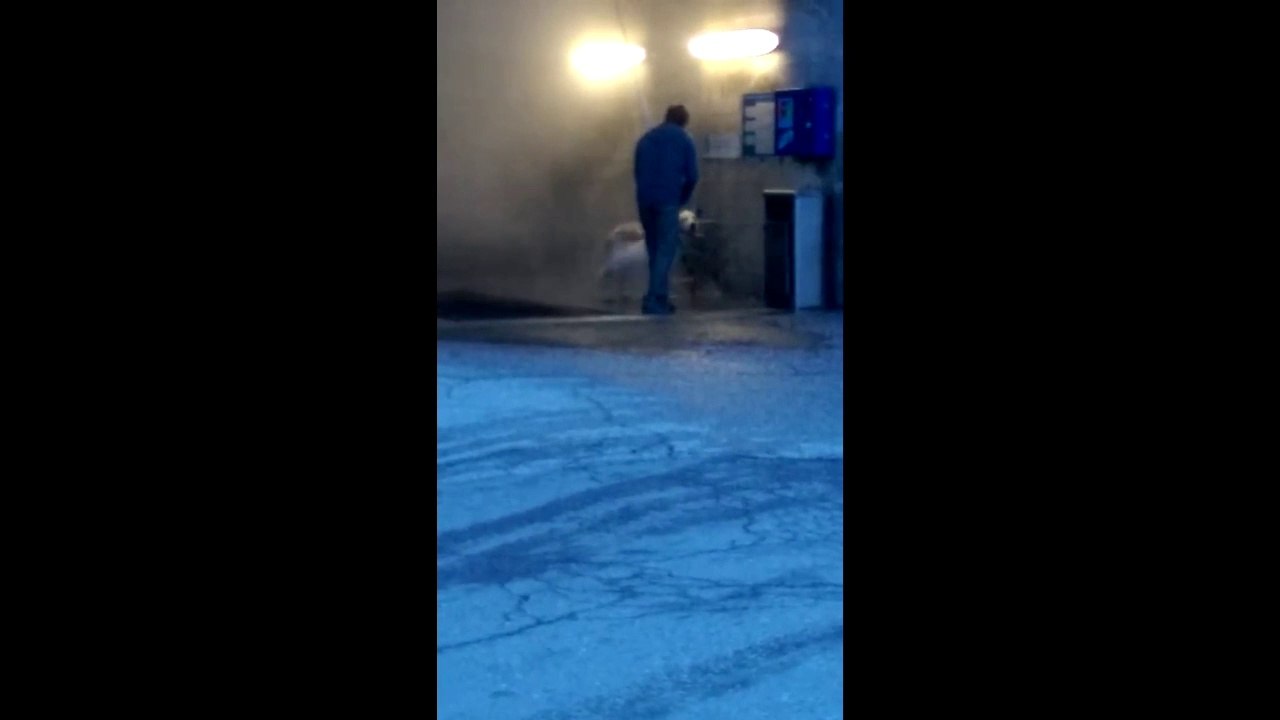 Il lave son chien dans un lave-auto