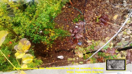 Çelpez.tv;Balkonda Rakı Keyfi(Desfrute de Raki na varanda) =Antalya