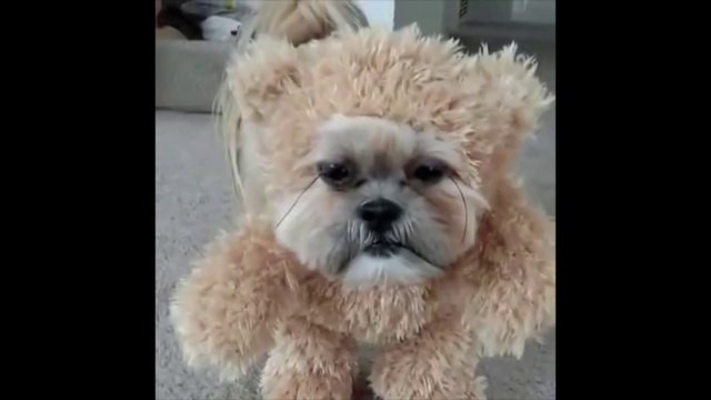 Le chien ourson le plus mignon du monde