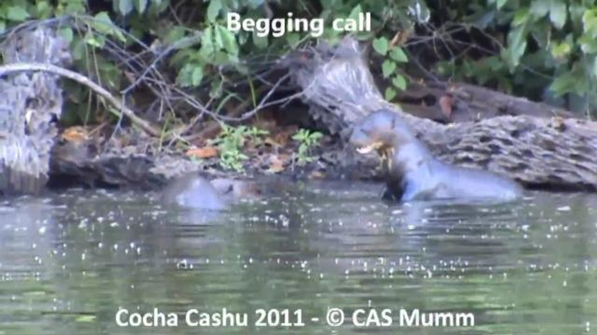 ⁣Scientists Decode The Secret and Otherworldly Language of River Otters