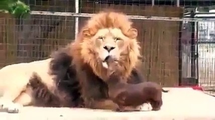 lion and dog friendship