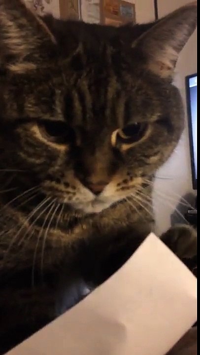 Gato com obsessão estranha!
