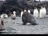 Disturbing video of seal sexually harassing a penguin