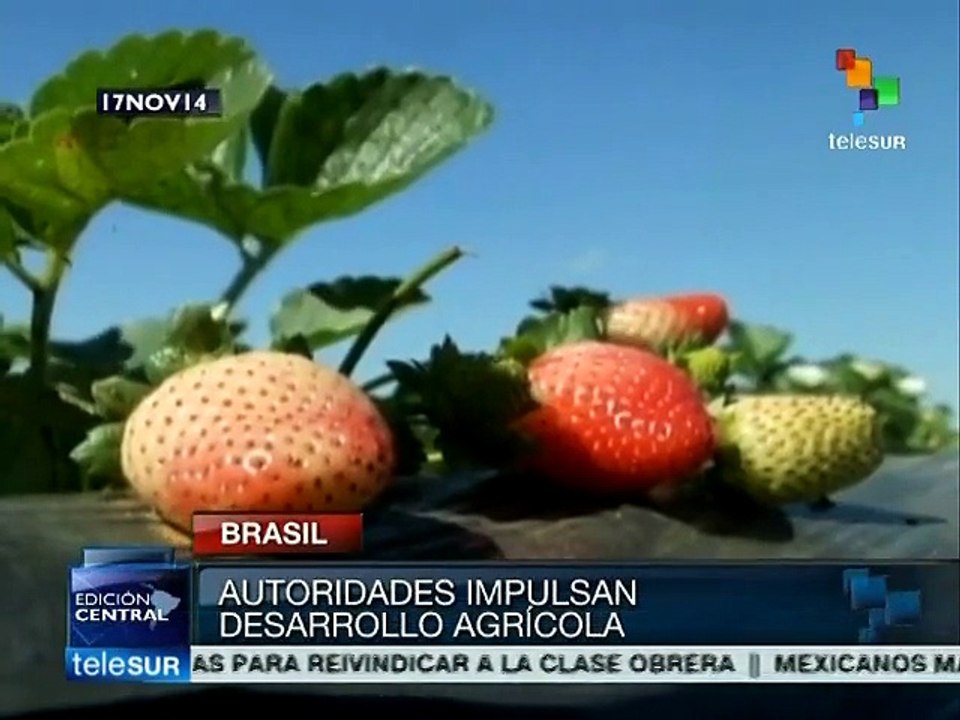 Brasil: Plan Zafra beneficiará a agricultores familiares