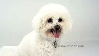 Bichon Frise Close Up - Noah's Dogs