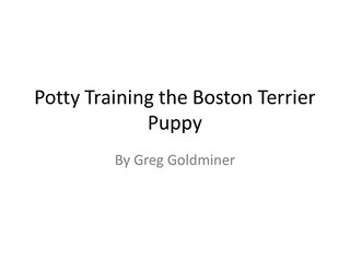 *URGENT!!! How To Potty training boston terrier puppy!!!? What ???