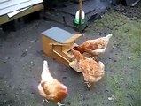 Wow    Awesome Chicken s Feeding Box