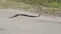 Snake Bites and Dies itself Amazing Unbelievable