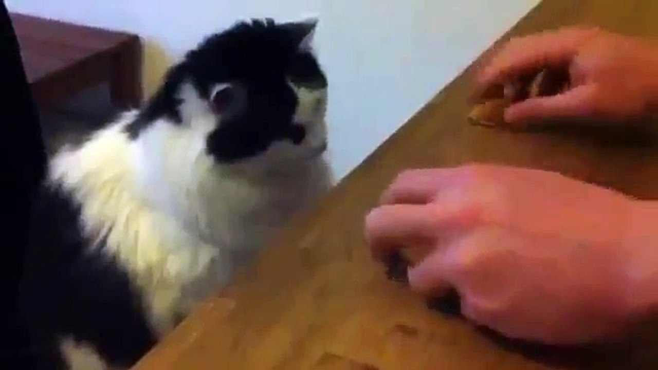This Is One Smart Cat - WoW!