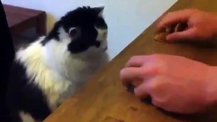 This Is One Smart Cat - WoW!