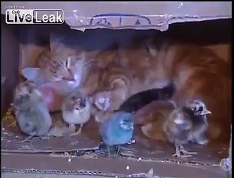 Cat takes care of newborn chicks