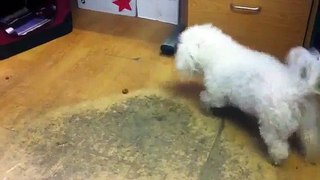 5 year old Bichon Frise with a liver shunt eating a treat